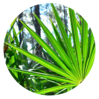 Saw Palmetto