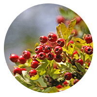 Hawthorn Berry