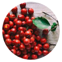 Hawthorne Berry