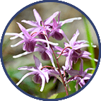 Horny Goat Weed