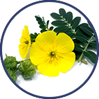 Tribulus Terrestris